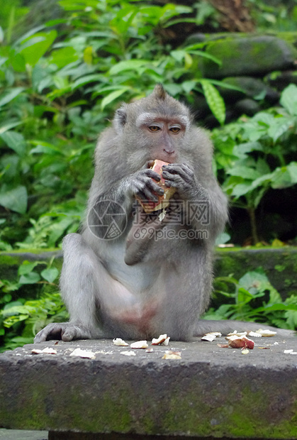 吃猴猴肉动物园旅行动物猴子游猎热带丛林森林灵长类乌布图片