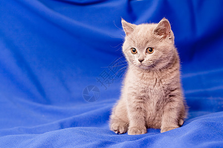 英国小猫动物毛皮宠物阴影食肉水平蓝色头发灰色猫咪图片