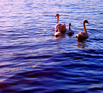 Swan 家庭游泳优美母亲阳光支撑天鹅涟漪鸟类蓝色波浪环境图片