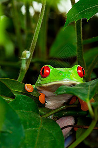 红眼树蛙叶图片