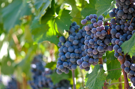 葡萄树上的红葡萄假期植物场地国家旅行栽培生长水果收成酒厂图片