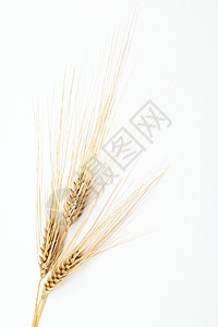 大麦耳植物玉米文化食物耳朵小麦种子糖类农业黄色图片