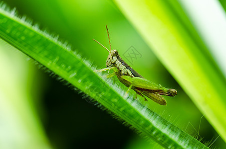 绿色天然的草地蟋蟀肌肉蚱蜢害虫荒野食物生活翅膀花园图片