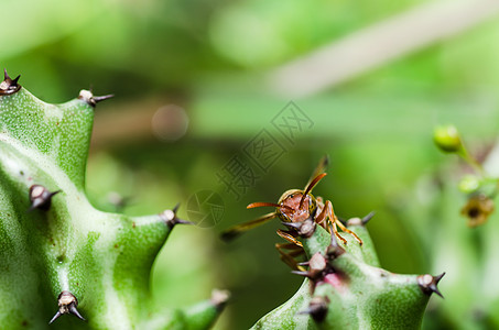 绿性或花园中的黄蜂和仙人掌宏观夹克白色金子条纹翅膀蜜蜂昆虫黄色黑色图片