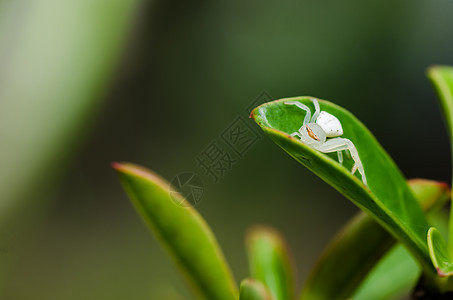 白蜘蛛在自然的叶子上野生动物危险花园宏观水平蜘蛛网络丝绸昆虫圆圈图片