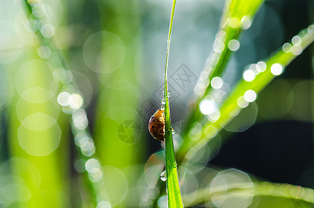 绿色自然中的大雨和阳光丛林甲虫昆虫宏观野生动物棕色漏洞季节爬坡生活图片