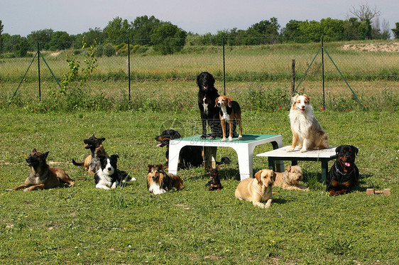 一组狗狗草地动物猎犬宠物牧羊犬团体短毛场地朋友们图片