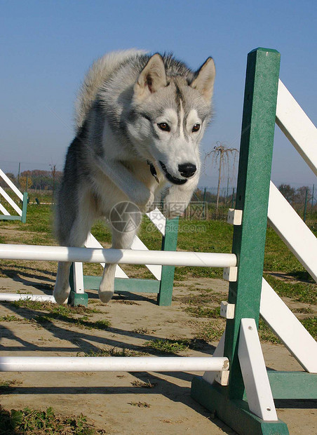 跳跃哈斯基宠物运动比赛动物图片
