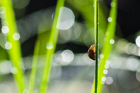 绿色自然中的大雨和阳光昆虫公园眼睛爬坡生物学宏观丛林棕色漏洞季节图片