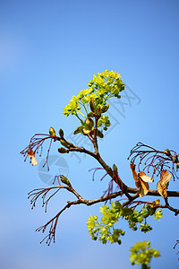 分支机构枝条场景树干桦木木头天气蓝色季节气候天空图片