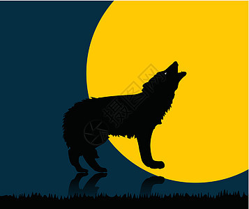 狼捕食者天空木头犬类爬坡动物群蓝色孤独季节悬崖图片