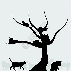 猫树图片