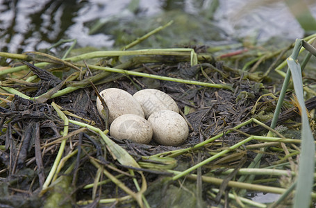 角食糖蛋白色鸟类黑色荒野水禽野生动物动物棕色图片