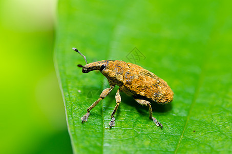 绿色性质的棕色虫环境生态漏洞盐形宏观动物学动物害虫大理石野生动物图片