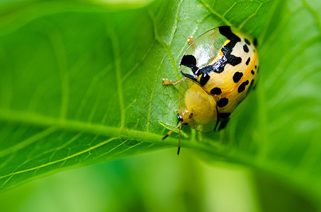 绿色自然中的中性爬坡季节花园生活荒野眼睛甲虫丛林阳光生物学图片