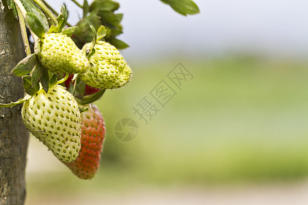 年轻的草莓浆果植物群花朵收成花园饮食植物学叶子花瓣农场图片