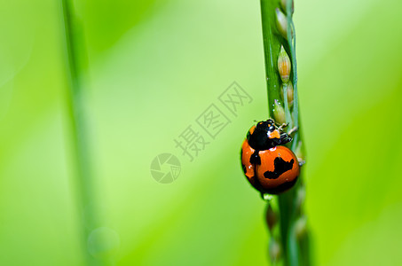 绿色自然中的中性爬坡生物学甲虫宏观漏洞花园昆虫阳光公园季节图片