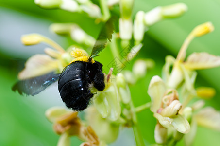 大自然中的木蜂黑色木匠青虫害虫漏洞翅膀花粉花园宏观花蜜图片