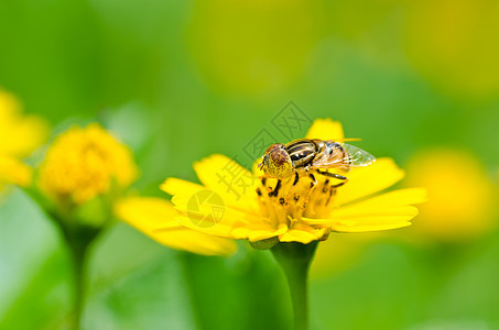果果文件或绿色性质的鲜花文件宏观翅膀黄色野生动物苍蝇昆虫蜜蜂动物学条纹图片