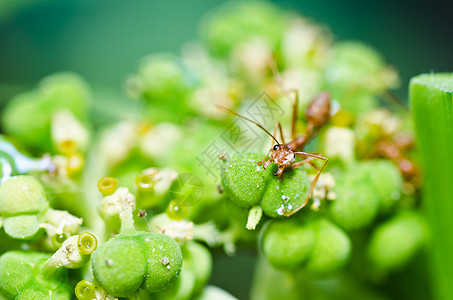 绿色性质的红蚂蚁昆虫损害宏观工人水平生物野生动物红色橙子漏洞图片