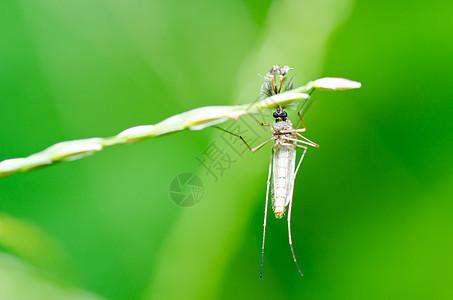 蚊子本性宏观眼睛绿色女性热带叶子害虫疾病昆虫图片