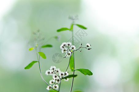 绿绿色的白花杂草白色天空植物群植物美丽生活种子公园宏观场地图片