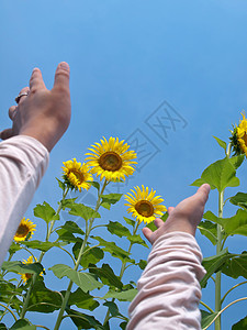 伸向向向日葵女性女士农场生长叶子植物花瓣环境乐趣晴天图片