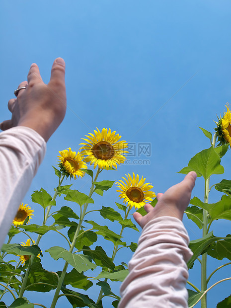 伸向向向日葵女性女士农场生长叶子植物花瓣环境乐趣晴天图片