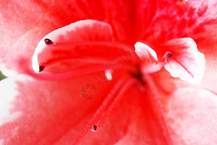 粉粉阿扎莱亚花朵白色红色香气种植植物粉末花粉雄蕊花瓣宏观图片
