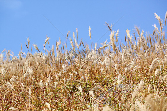 银草和蓝天宏观文化植物群花瓣蓝色火绒草牧场高山天空植物图片