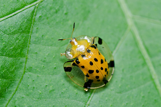 绿色性质的橙色甲虫荒野野生动物公园阳光生活棕色生物学昆虫眼睛宏观图片