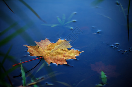 水上的绿叶叶子水池黄色照片季节池塘蓝色流动青色植物群图片