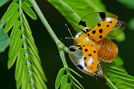 绿色性质的橙色甲虫生活阳光棕色季节漏洞丛林公园眼睛生物学爬坡图片