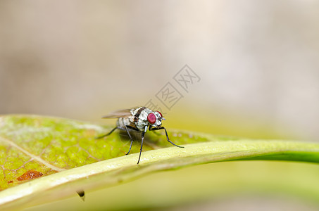 绿色的白苍蝇漏洞垃圾红色白色害虫房子昆虫宏观食物翅膀图片