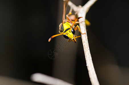 绿色自然中的黄色黄蜂蜜蜂白色害虫昆虫翅膀夹克黑色宏观金子条纹图片