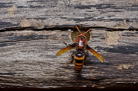 绿性黄蜂或花园条纹黄色金子蜜蜂翅膀白色黑色昆虫宏观害虫图片