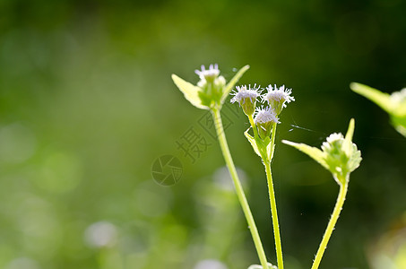 绿绿色的花草花园季节宏观植物植物群荒野天空公园种子蓝色图片