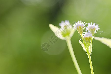 绿绿色的花草植物群蓝色场地杂草荒野美丽白色宏观种子花园图片