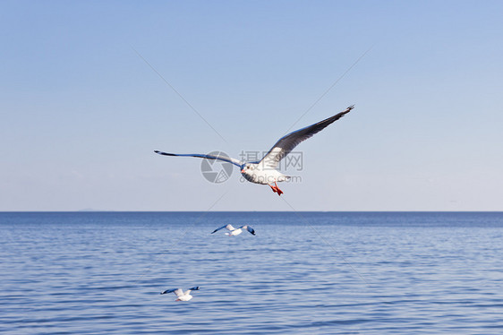 海鸥在蓝天上飞翔航班海鸟自由天空翼展翅膀晴天海岸太阳动物图片