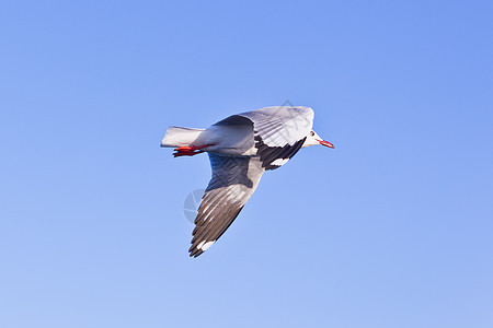 海鸥在蓝天上飞翔荒野晴天海洋天空蓝色动物航班翼展海鸟羽毛图片