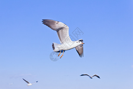 海鸥在蓝天上飞翔海鸟海洋动物天空自由荒野羽毛翅膀野生动物翼展图片