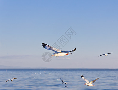 海鸥在蓝天上飞翔太阳海洋晴天羽毛动物天空翼展野生动物航班蓝色图片