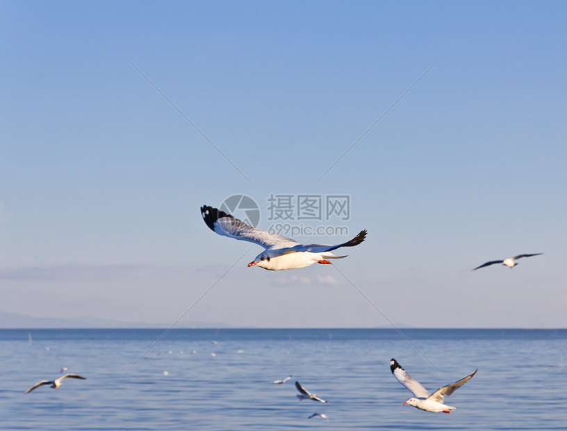 海鸥在蓝天上飞翔太阳海洋晴天羽毛动物天空翼展野生动物航班蓝色图片