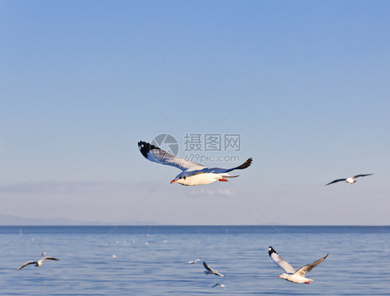 海鸥在蓝天上飞翔太阳海洋晴天羽毛动物天空翼展野生动物航班蓝色图片