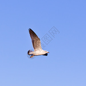 海鸥在蓝天上飞翔野生动物荒野晴天翼展海洋海滩海鸟太阳羽毛自由图片