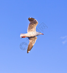 海鸥在蓝天上飞翔海鸟晴天天空海洋航班翼展野生动物荒野羽毛太阳图片
