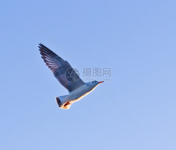 海鸥在蓝天上飞翔海岸航班荒野自由天空晴天羽毛蓝色翼展海鸟图片