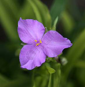 阳光魅力蜘蛛花花图片