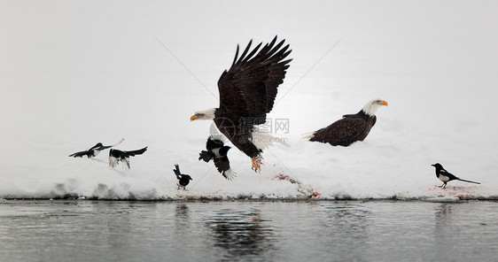 秃鹰和磁带大道黑鸟动物群白头鹰脊椎动物海藻动物自由猎物国家图片