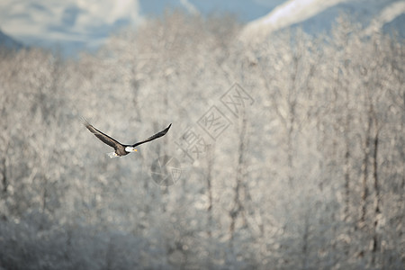 在雪覆盖的山上飞鹰羽毛翅膀荒野日落鸟类自由动物群野生动物旅行航班图片